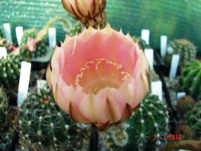 DSC01534 - 2013 Iulie