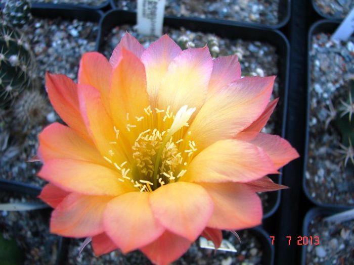 DSC01536 - 2013 Iulie