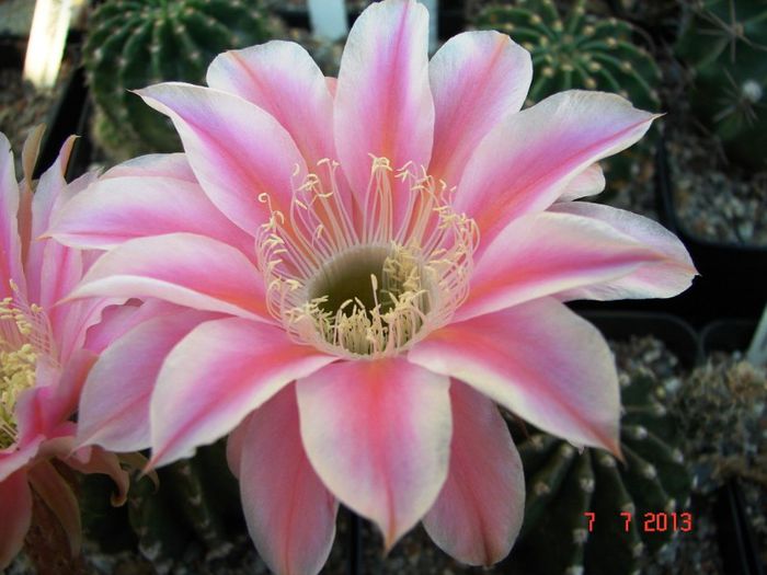 DSC01540 - 2013 Iulie