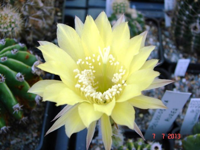 DSC01544 - 2013 Iulie