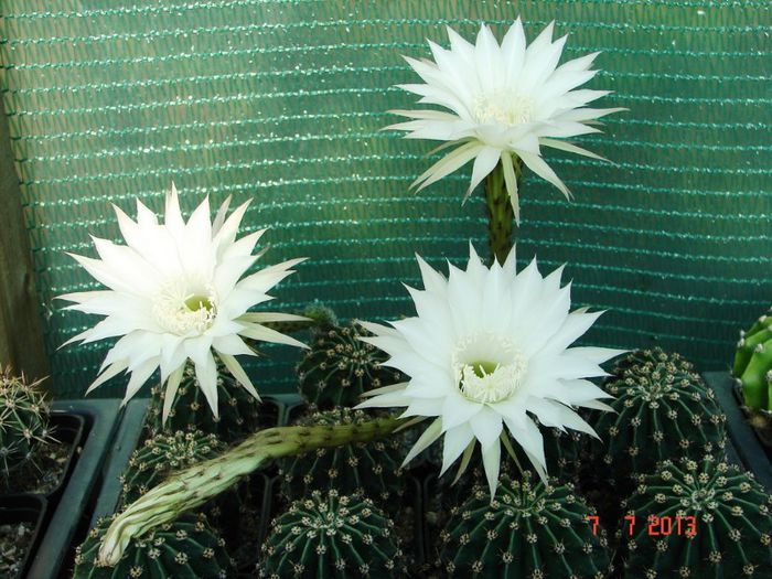 DSC01547 - 2013 Iulie