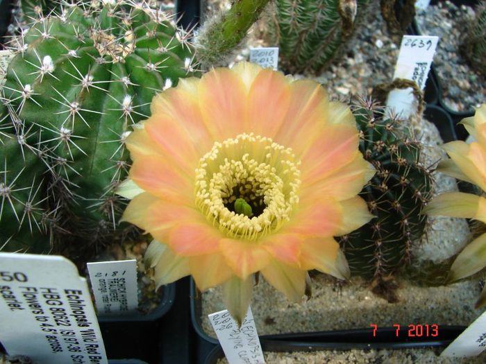 DSC01552 - 2013 Iulie