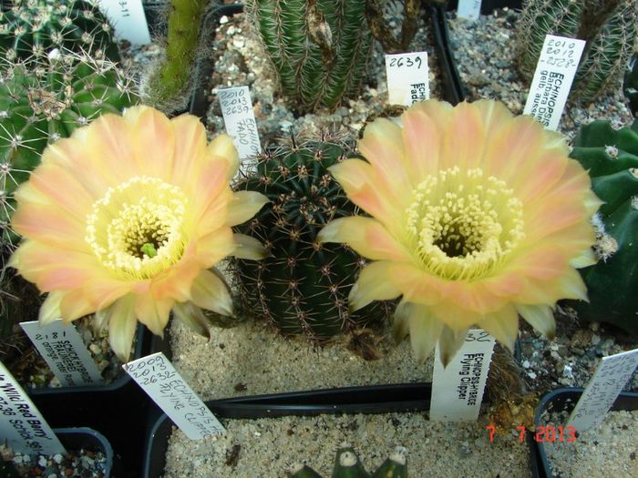 DSC01553 - 2013 Iulie