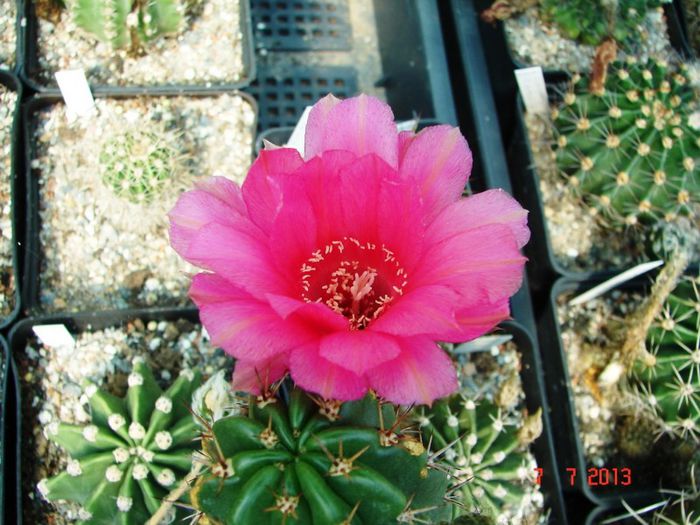 DSC01556 - 2013 Iulie