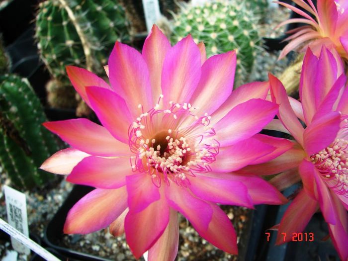 DSC01557 - 2013 Iulie