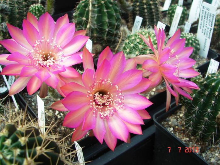 DSC01558 - 2013 Iulie