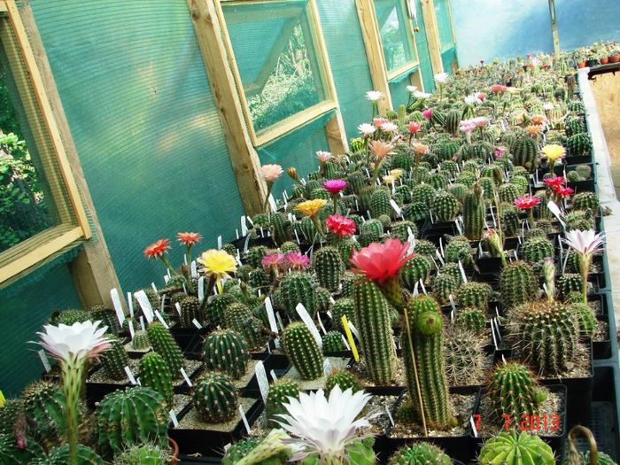 DSC01560 - 2013 Iulie