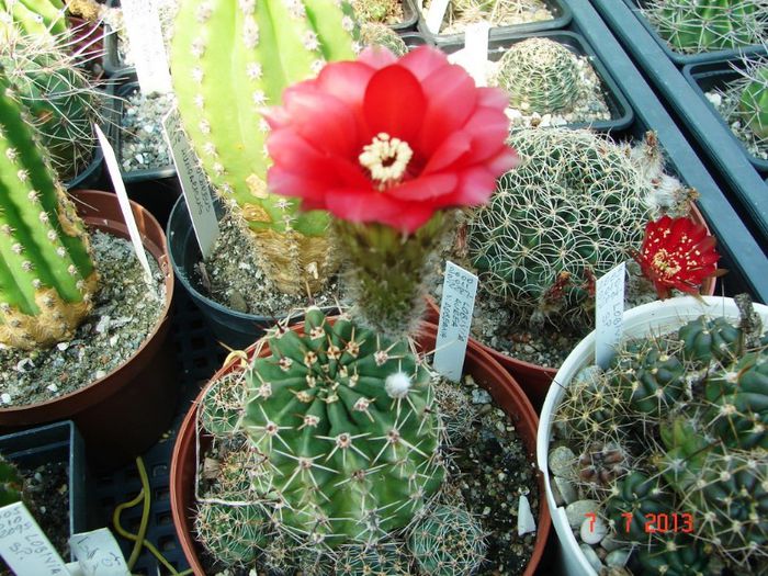 DSC01561 - 2013 Iulie