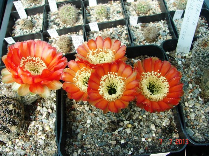 DSC01562 - 2013 Iulie