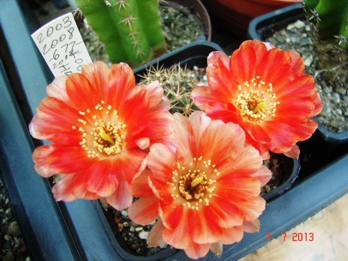 DSC01563 - 2013 Iulie