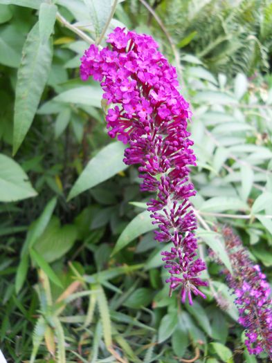 DSCN7748