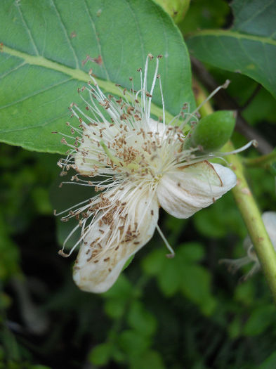 Guava - Plante interior 2013