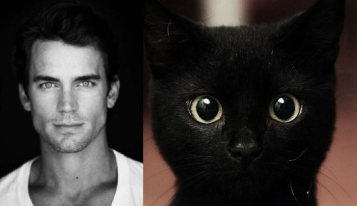 2 - Hot Guys and Cats Striking