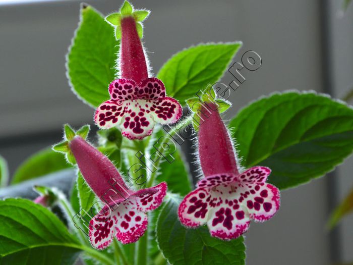 Kohleria Elvy (ni)