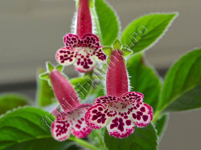 Kohleria Elvy (ni)