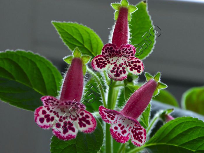 Kohleria Elvy (ni)