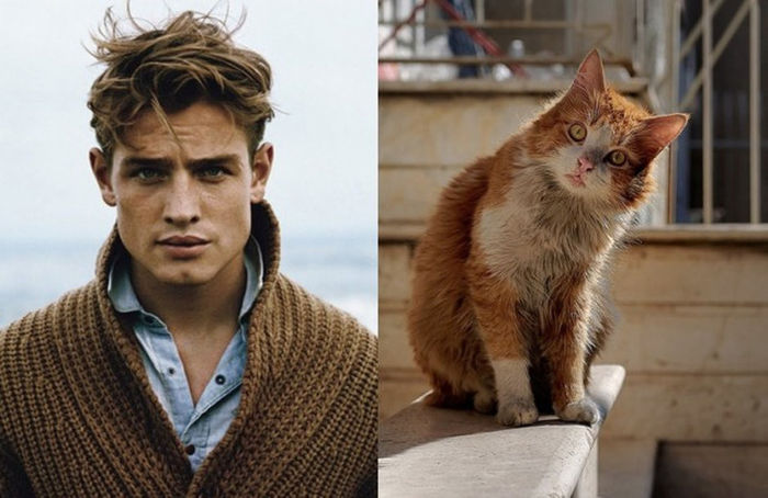 14 - Hot Guys and Cats Striking