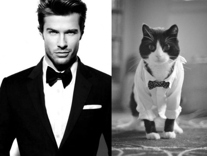 17 - Hot Guys and Cats Striking