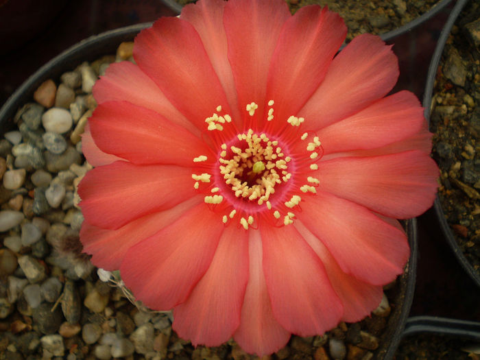 LOBIVIA DRIJVERIANA