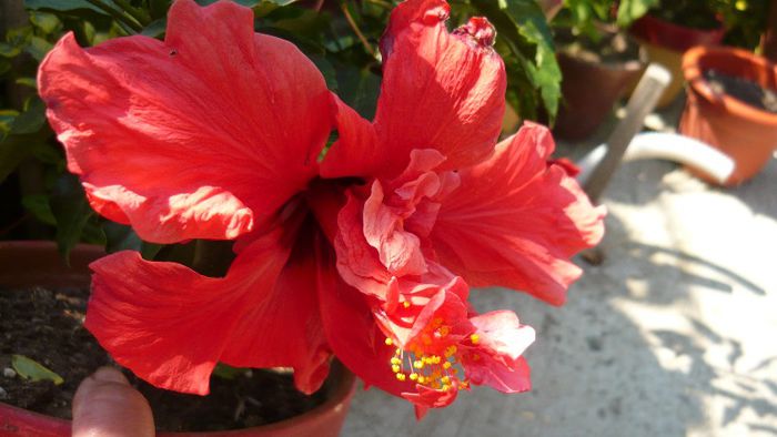 Picture 4955 - x 2013 Hibiscus rosa sinesis