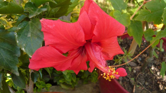 Picture 5010 - x 2013 Hibiscus rosa sinesis