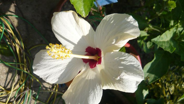Picture 4976 - x 2013 Hibiscus rosa sinesis