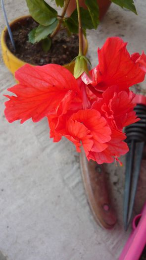 Picture 4966 - x 2013 Hibiscus rosa sinesis
