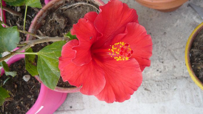 Picture 4971 - x 2013 Hibiscus rosa sinesis