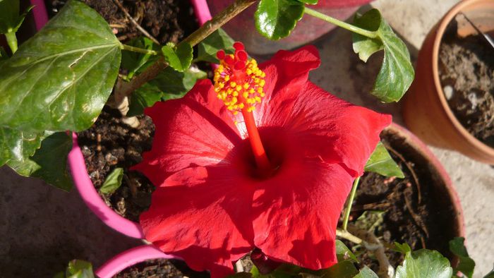 Picture 5000 - x 2013 Hibiscus rosa sinesis