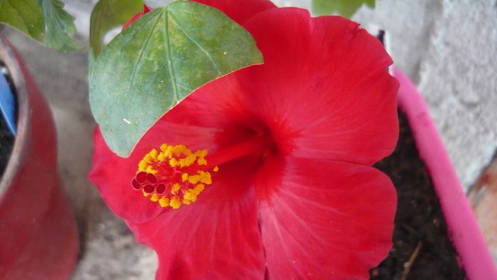 Picture 5006 - x 2013 Hibiscus rosa sinesis