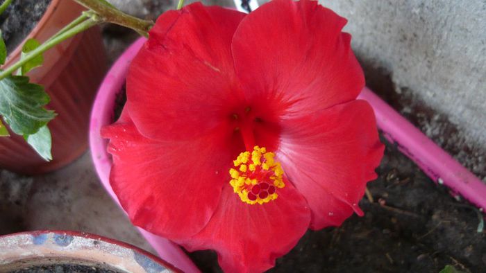 Picture 5007 - x 2013 Hibiscus rosa sinesis