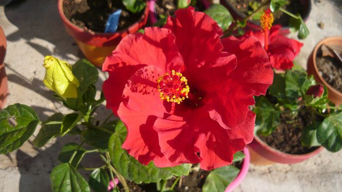 Picture 5001 - x 2013 Hibiscus rosa sinesis