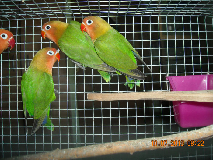 DSCN0127 - Pui agapornis