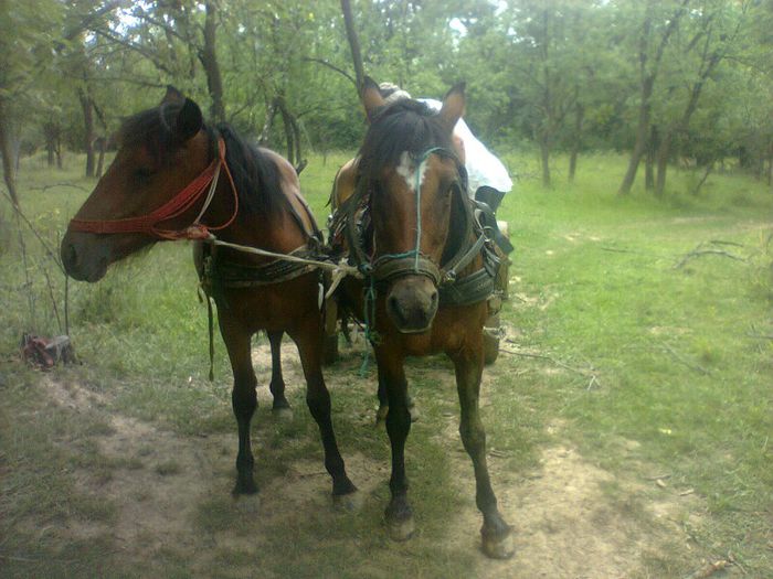 Carina si Stela; stela este ce care se uita la camera
