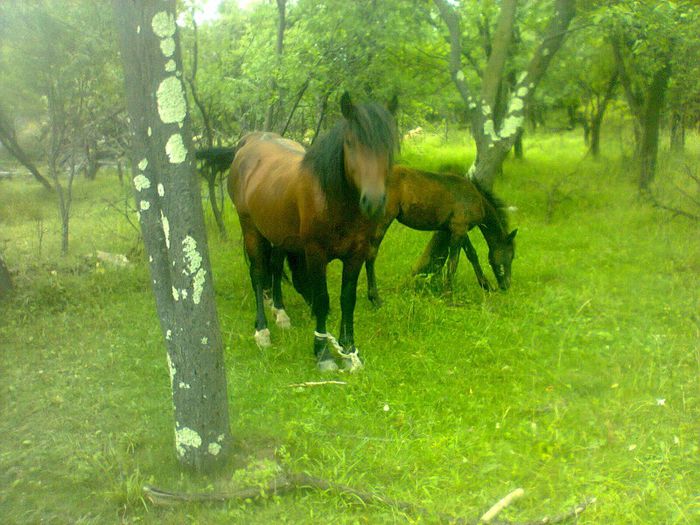 Este si mare si frumos, manzu este al vecinului