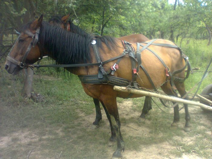 Stela la carat de apa; Cu carina langa ea
