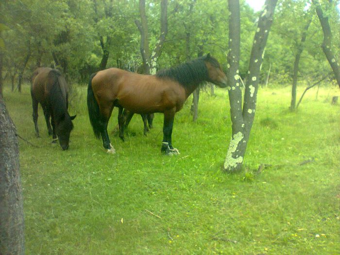 tatal carinei si o iapa neagra; iapa negra este a vecinului
