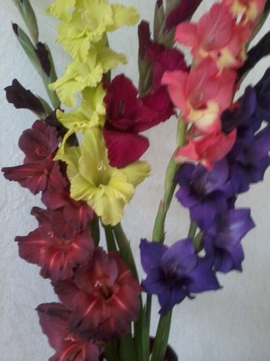 20130708_150729 - Gladiole