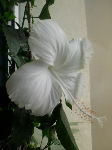 SDC10513 - HIBISCUS 2013