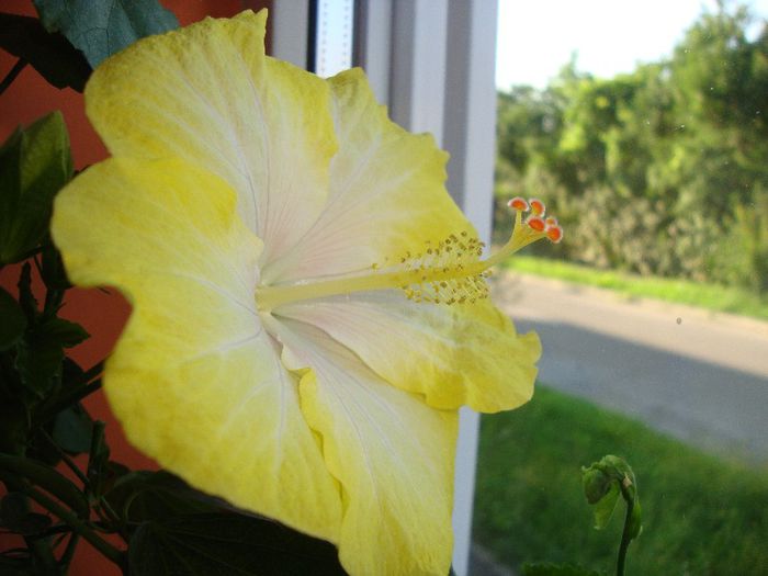  - hibiscusi
