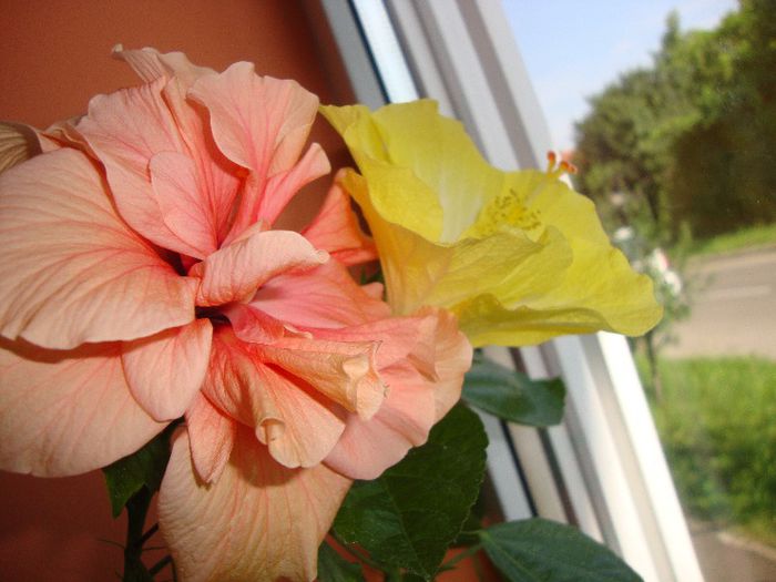  - hibiscusi
