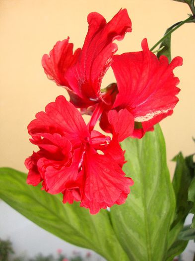  - hibiscusi