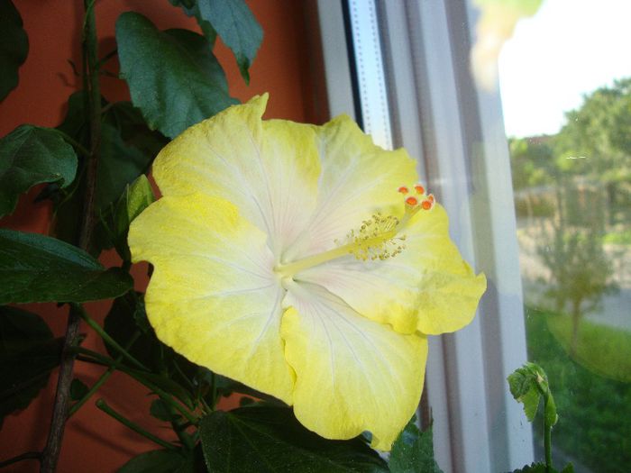  - hibiscusi