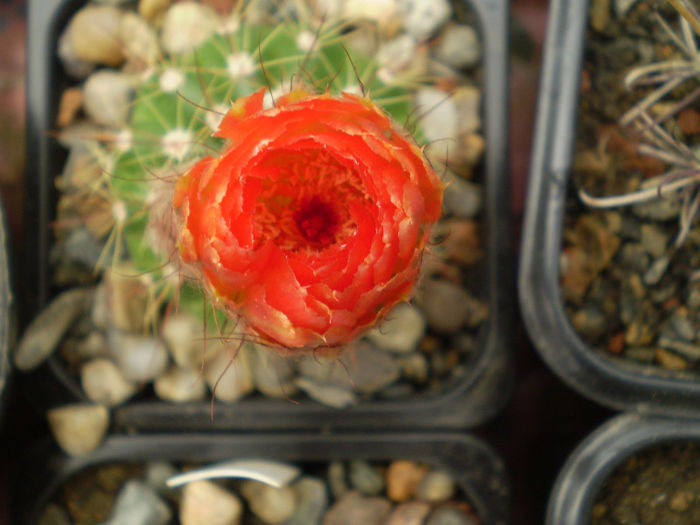 Notocactus ottonis cv vencluianus