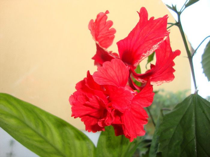 photo 290 - hibiscusi