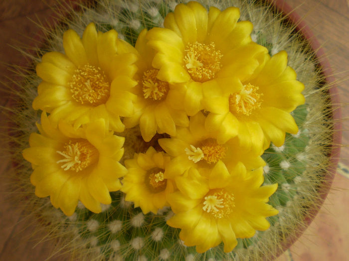 Parodia chrysacanthion