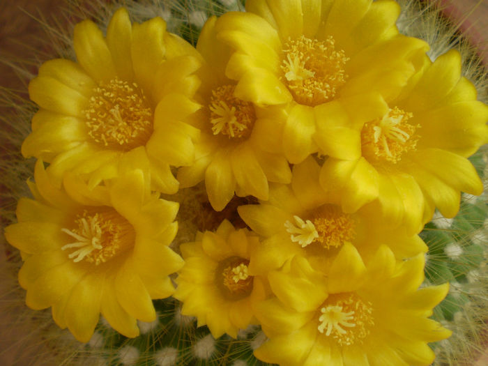 Parodia chrysacanthion