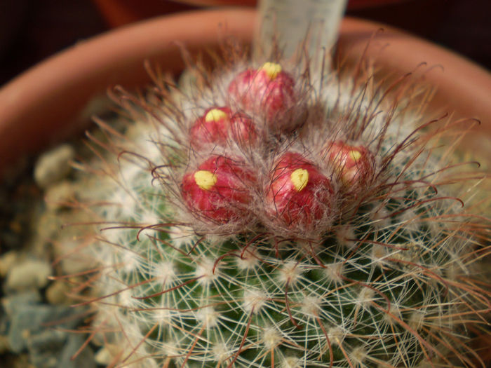 Parodia sanguiniflora