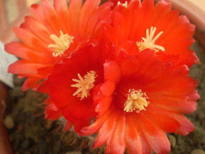 Parodia sanguiniflora