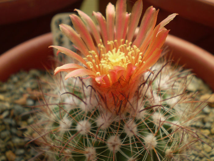 Parodia sp salta